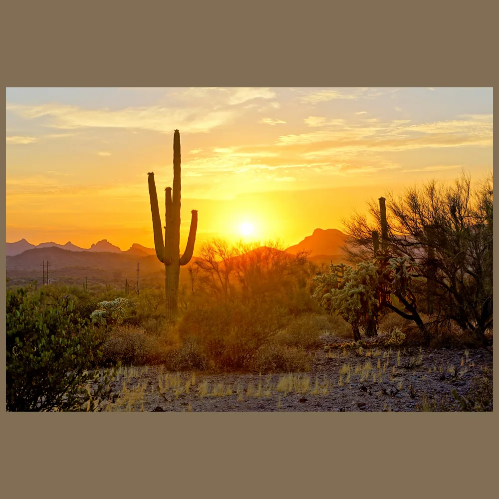 Shotcrete and rebar service in Sahuarita, Arizona